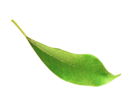 green leaf