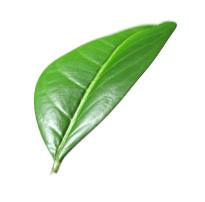 green leaf